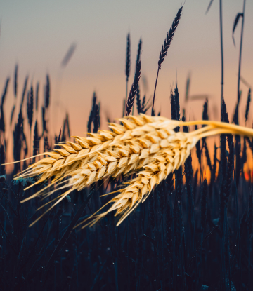 wheat field 