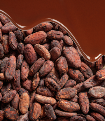 cocoa beans and chocolate 