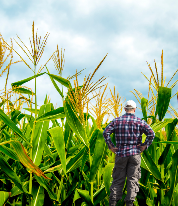 Farmer loking at his giant corn field 