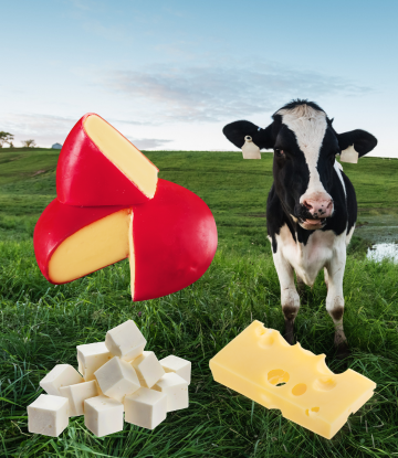 A dairy cow in the field surrounded by cheese 