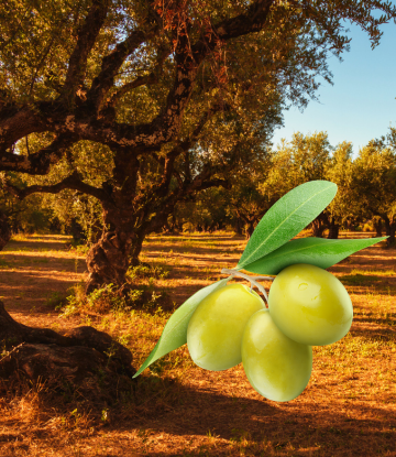 Oil trees with a cluster of fresh olives to the side 