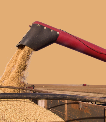 soybeans being harvested