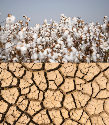 Drought with cotton plants 