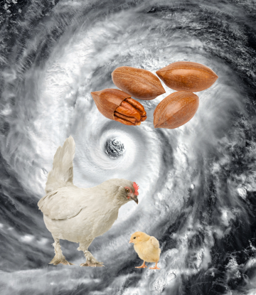 Hurricane image with a chicken and pecans in the middle 