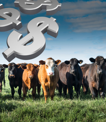 cattle with dollar signs 