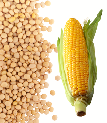 Soybeans and corn