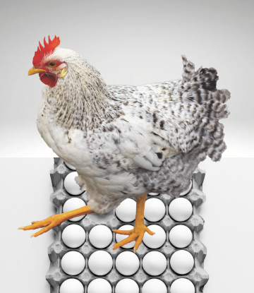 Live chicken on top of a carton of eggs