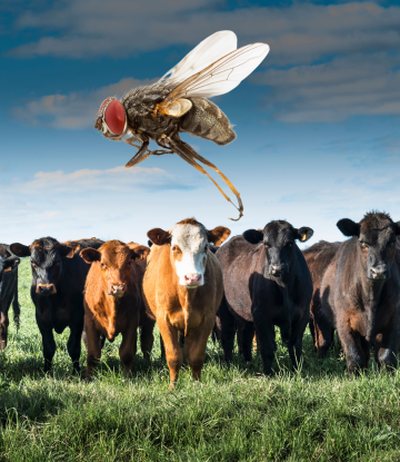 Cattle in a field with a giant fly hovering above 