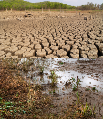 Image of both drought and flood 