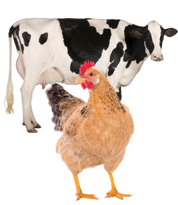 Chicken and dairy cow 