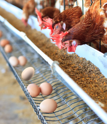 Chickens and eggs on a farm 