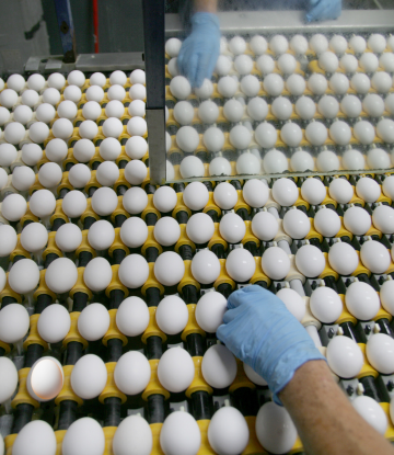 Commercial eggs being sorted 