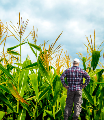 Farmer next to giant corn 
