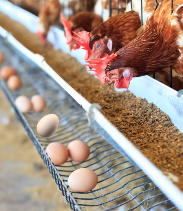Chickens and eggs on a farm