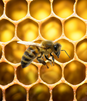 bee and honeycomb