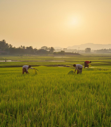 Rice field production 