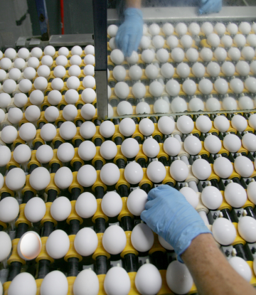 Eggs being processed 