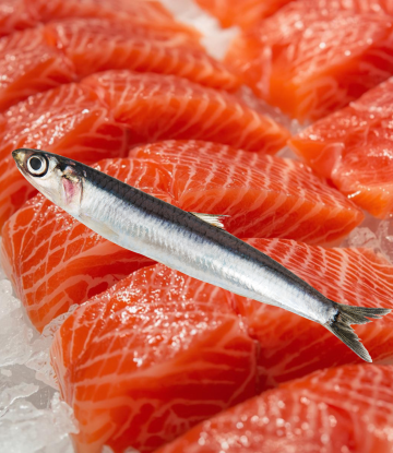 Salmon fillets with one anchovy on top 