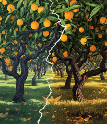 healthy - Unhealthy orange tree split screen